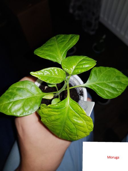 20180104_233545