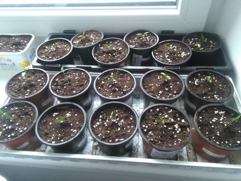 chilli_4