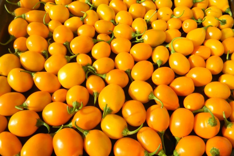 mini_rocoto_1