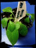 18.1. rocoto yellow odrezok