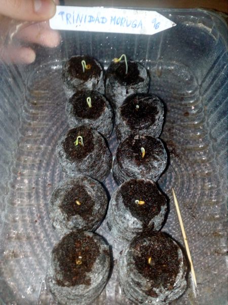 100% moruga 10/10