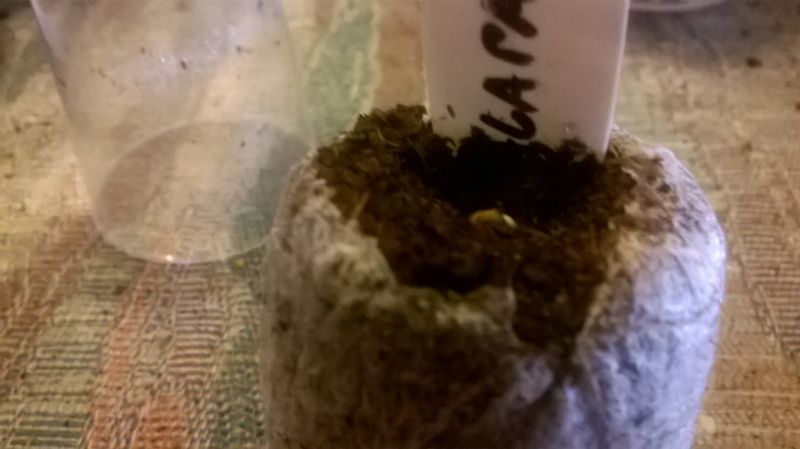 WP_20180129_004