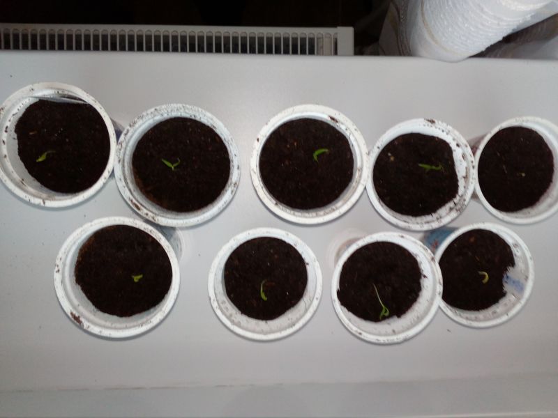 Habanero tasmanian