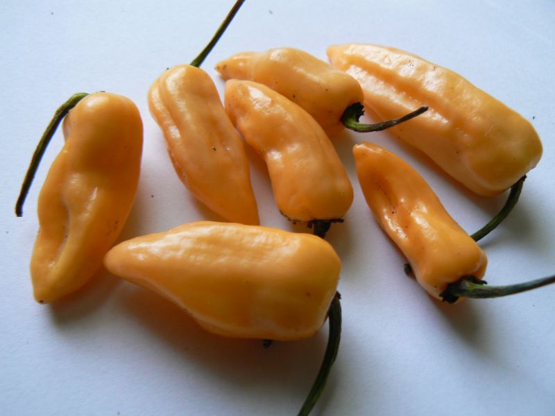 7 pod peach x fatalii yellowc