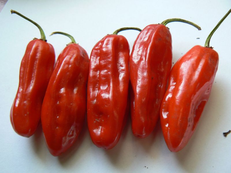 7 pod peach x fatalii yellow2b
