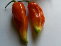 Fatalii white x Jolokia reda