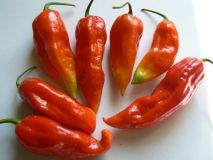 Fatalii white x Jolokia redc