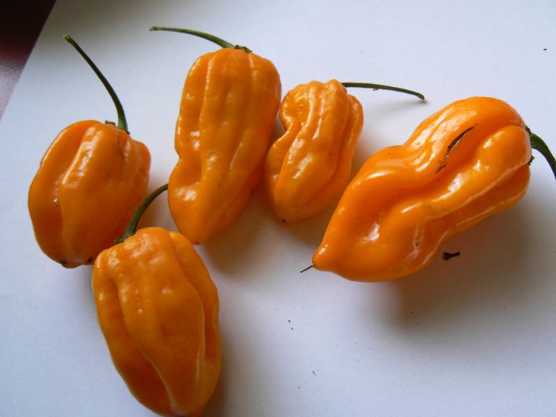 MOA x Fatalii yellow 2a