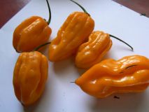 MOA x Fatalii yellow 2b