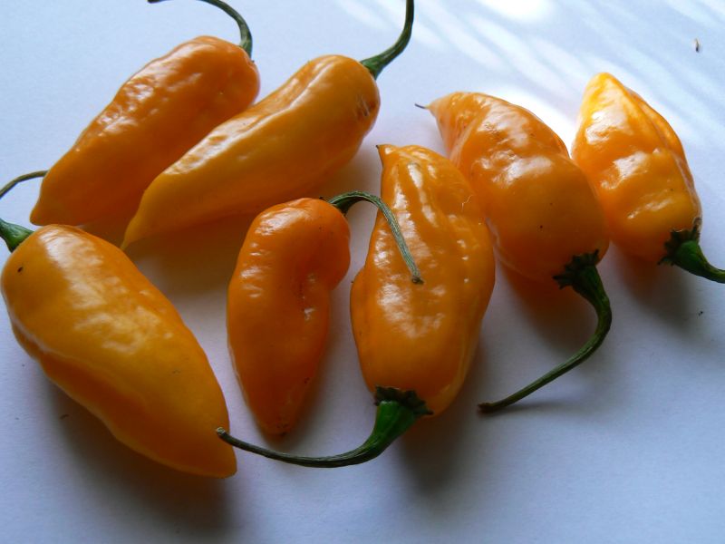 MOA x fatalii yelowc
