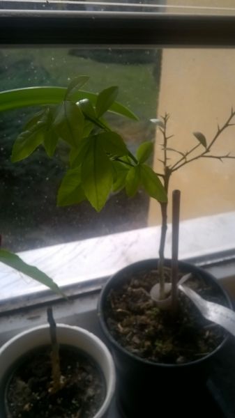 WP_20180203_002