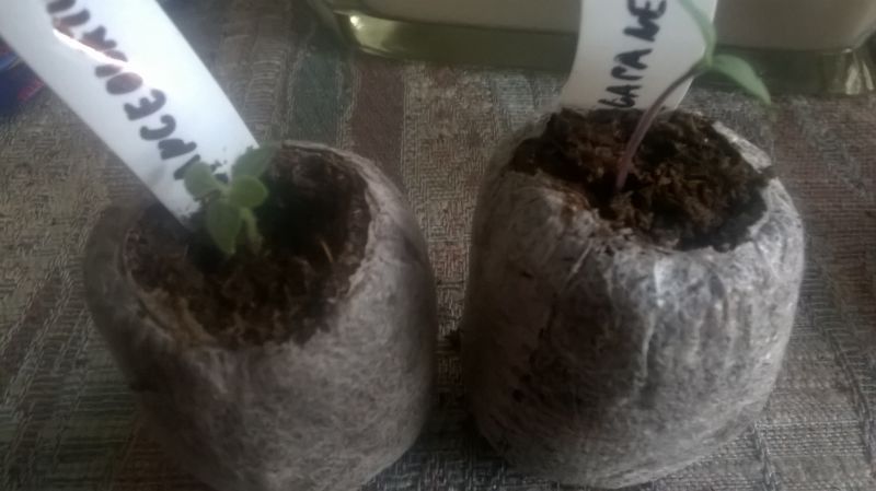 WP_20180204_001