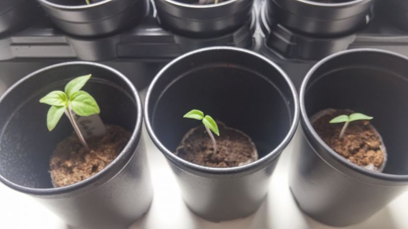 Capsicum galapagoense