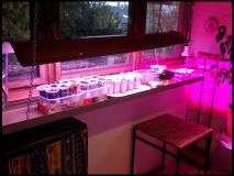 IMGP0619_1