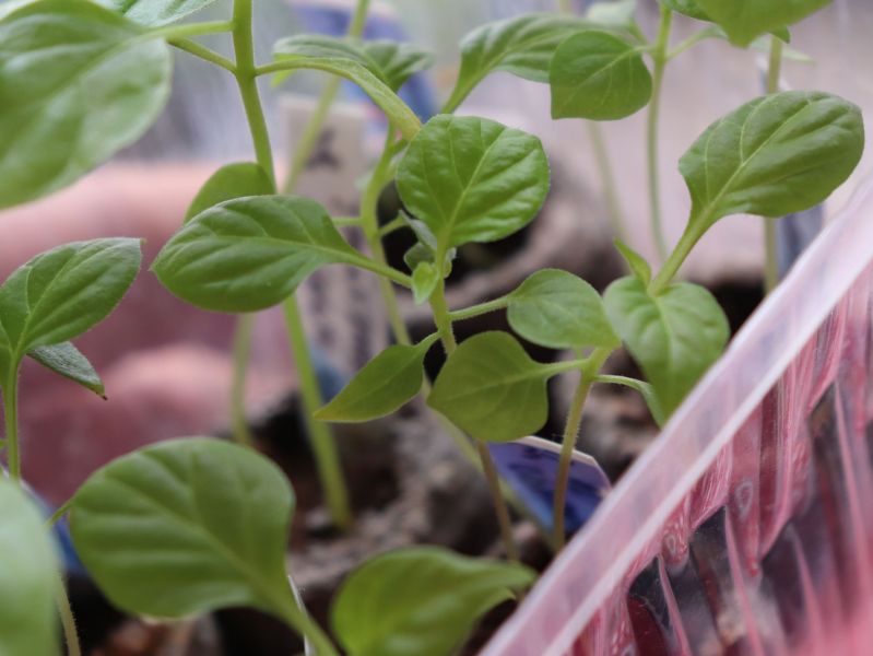 1_aji_charapita