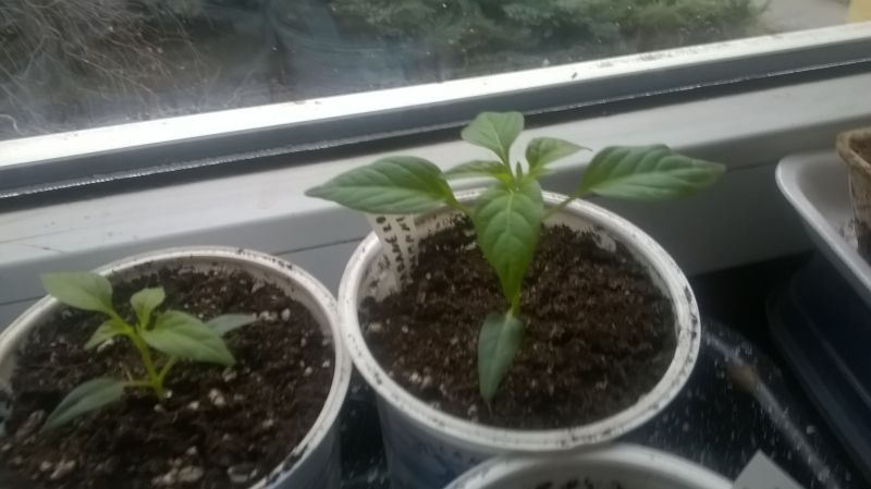WP_20180210_002