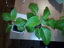 Sadenice na okne TSM,brown bhutlah...