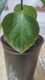 Rocoto Orange CAP.