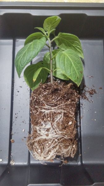 Rocoto Orange CAP..