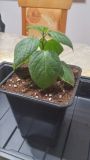 Rocoto Orange CAP--