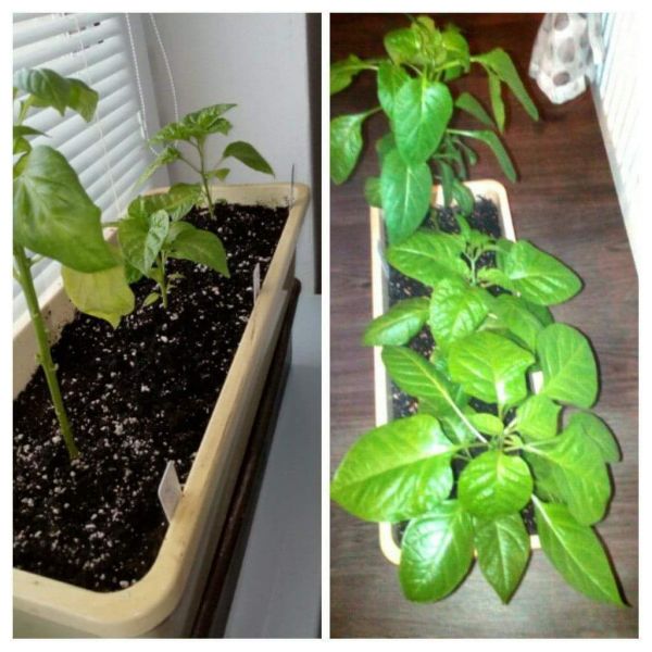Cca mesiac a pol rozdiel :) TSM,brown Bhutlah,paprika meisl (meika)