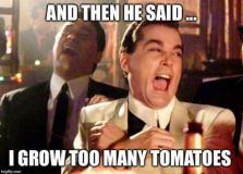 too many tomatoe