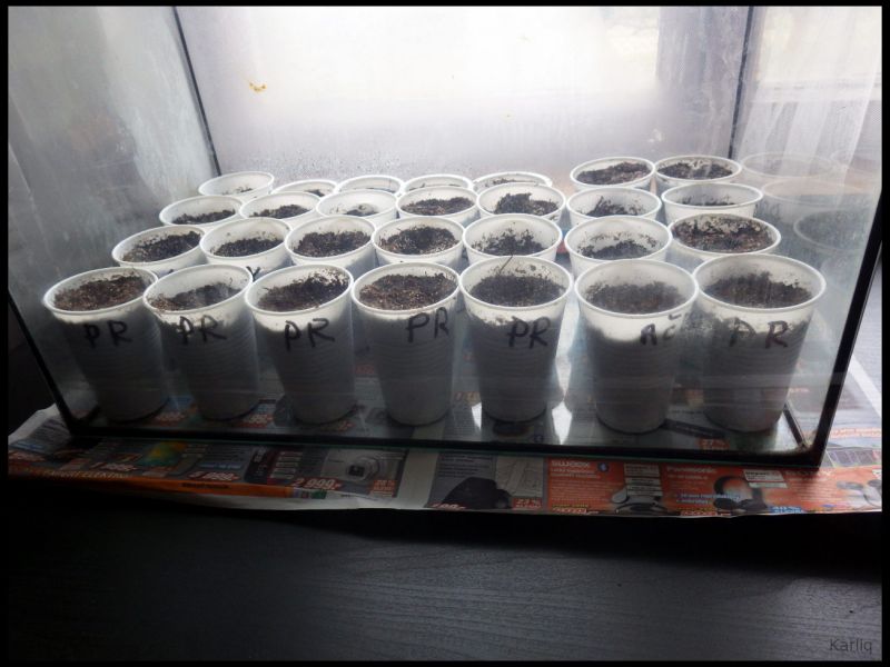 IMGP0819_1