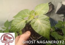 Ghost Naganero F2