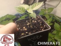 Chimera F1