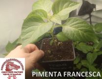 Pimenta Francesca