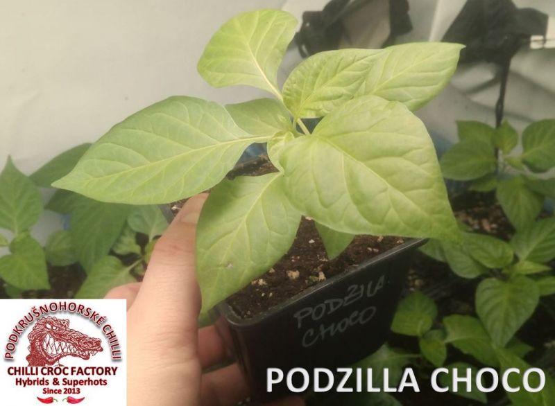 Podzila ch