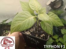 Typhno F1