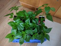 IMG_20180317_143610
