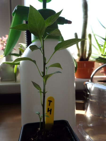 030-chilli z Thajska
