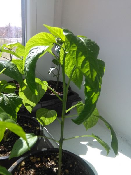 Chilli_21