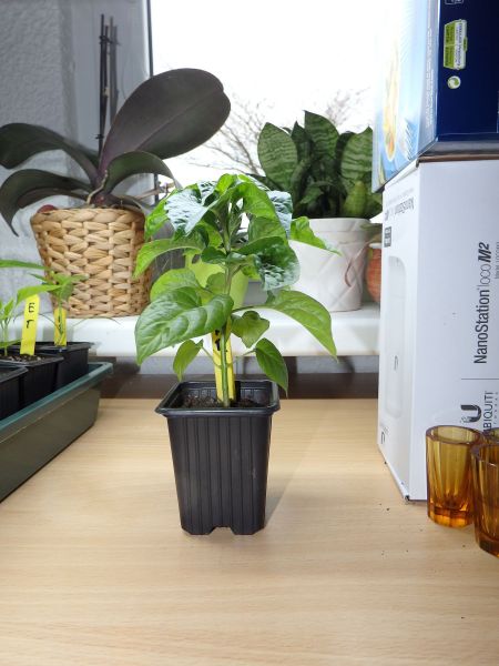 040-Habanero Red