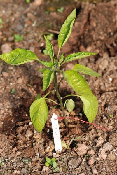 Early Jalapeno