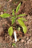 Early Jalapeno