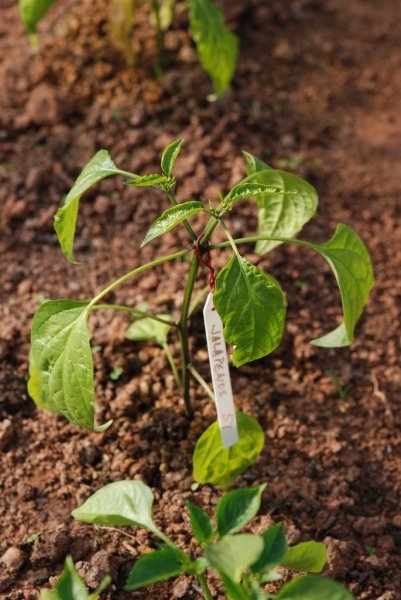 Early Jalapeno