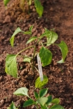 Early Jalapeno