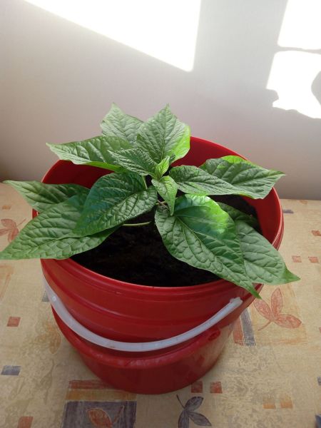 7POT BROWN