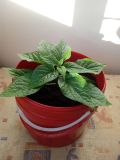 7POT BROWN