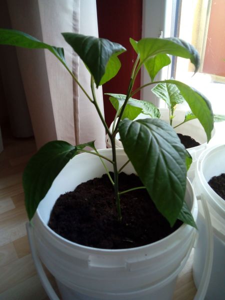 Jalapeno chichimeca..