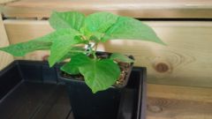 Fatalii White
