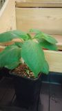 Rocoto Canario Yellow