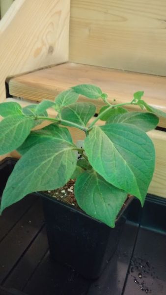 Rocoto Perun Brown
