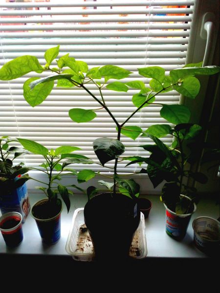 Brown Bhutlah