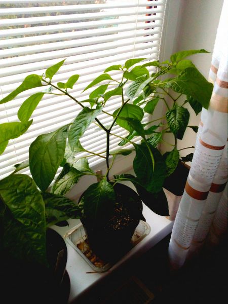 Moruga