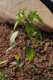 Purpur Jalapeno