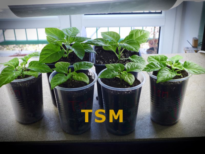 1) TSM